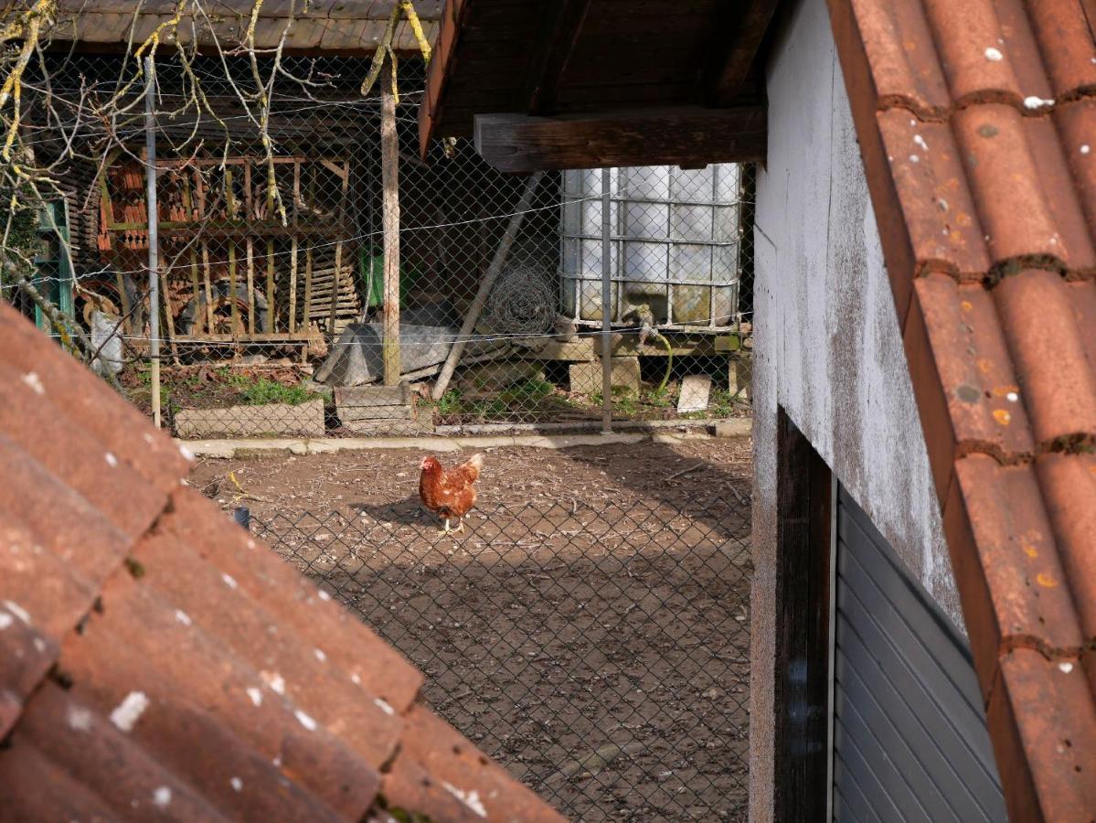 Ferienwohnung Obere Alm Oberkirch (Baden) Exterior foto